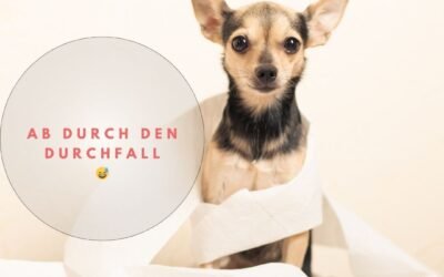 Was mache ich wenn mein Hund Durchfall hat?