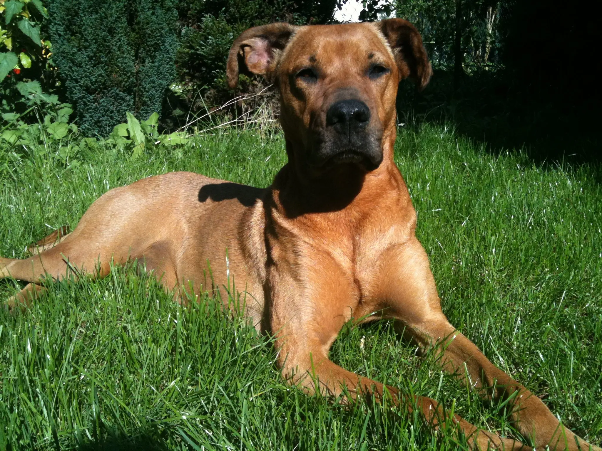 Ronja