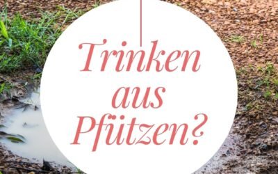 Darf ein Hund aus Pfützen trinken?