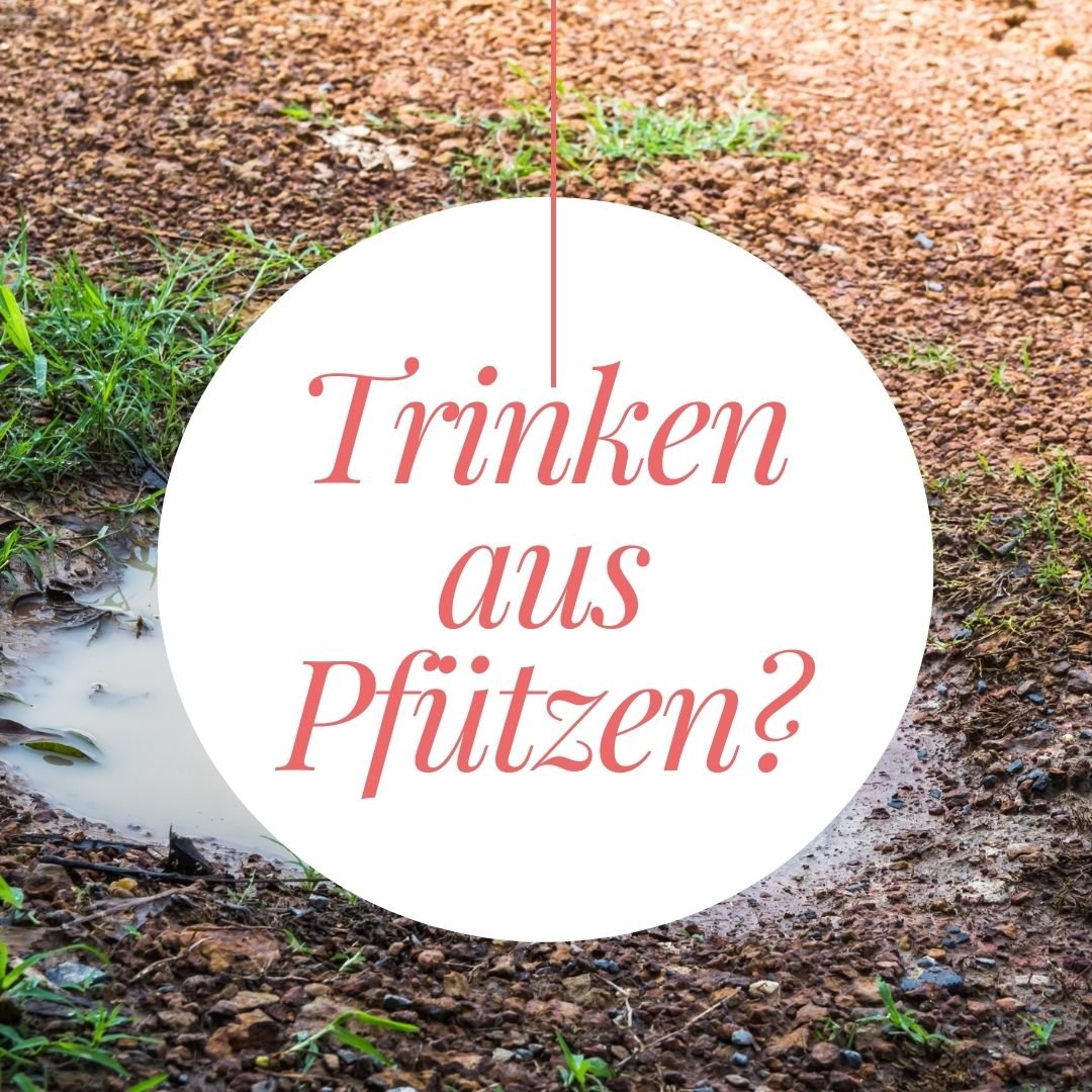 Trinken aus Pfützen