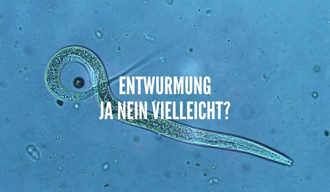 Welche Alternativen zur chemischen Wurmkur gibt es?