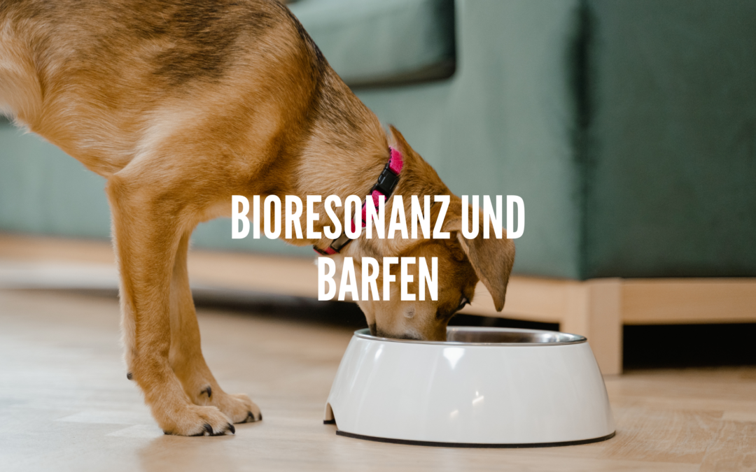 Bioresonanzanalyse und Barfen: Ein abgestimmter Ansatz für deinen Hund