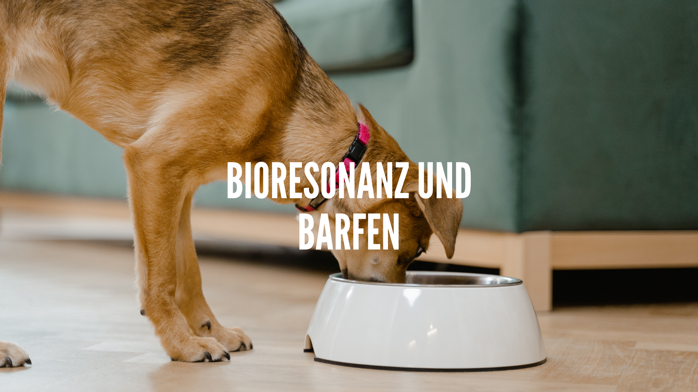 Bioresonanz und Barfen