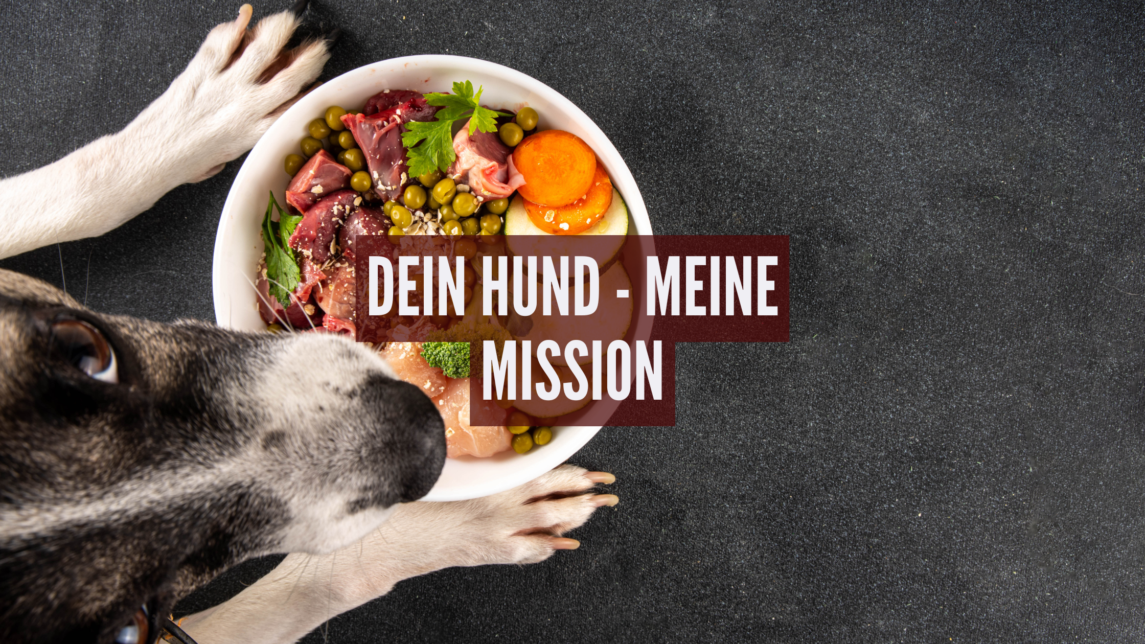 Dein Hund meine Mission