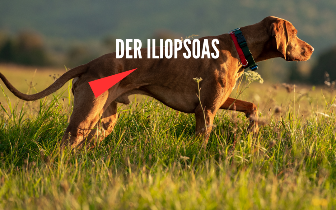 Der Ilispoas beim Hund