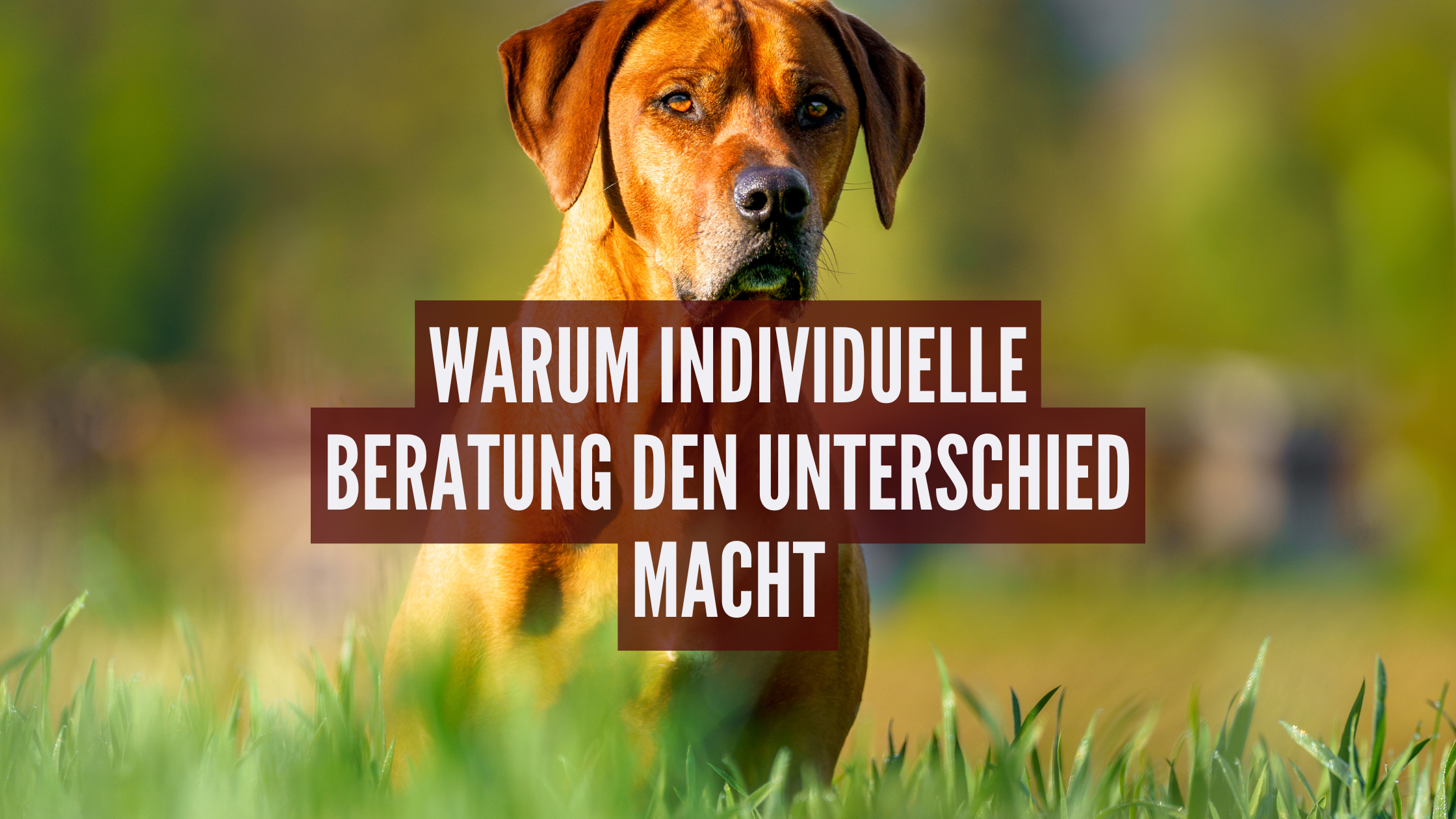 Individuelle Beratung