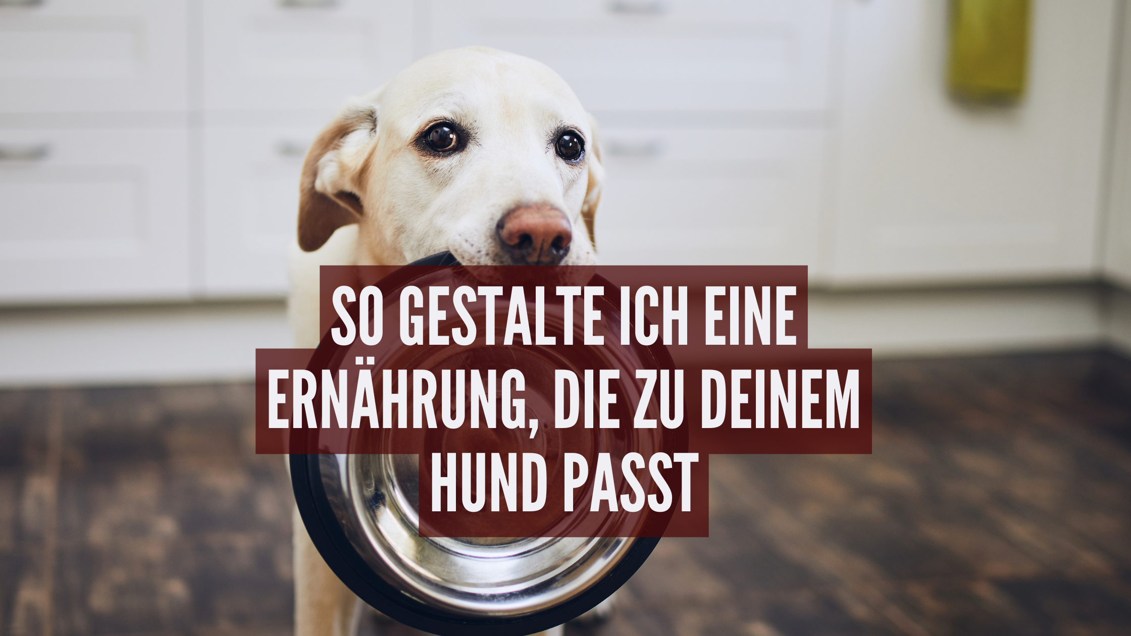 So gestalte ich eine Ernährung, die zu deinem Hund passt