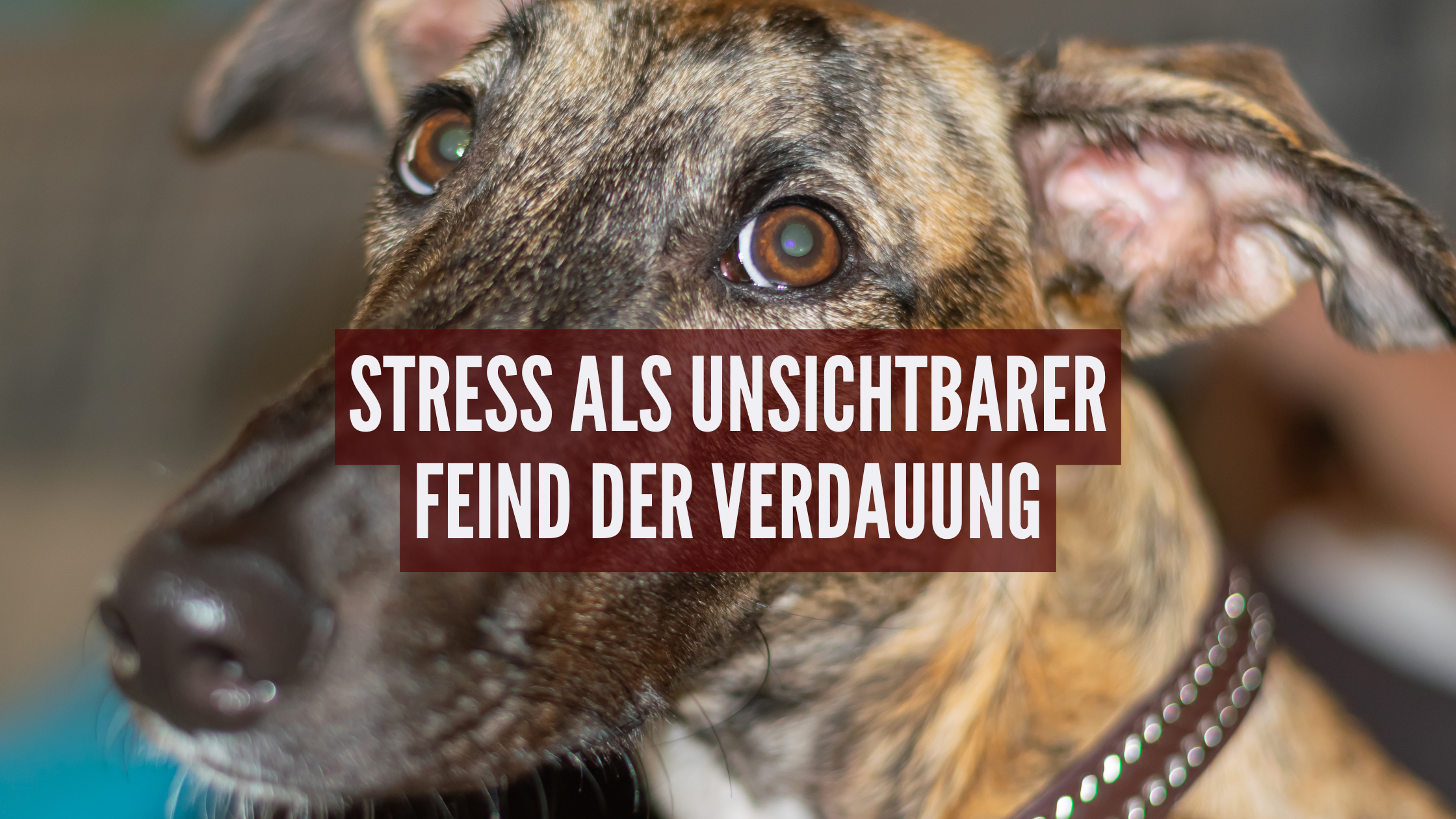 Stress als unsichtbarer Feind der Verdauung