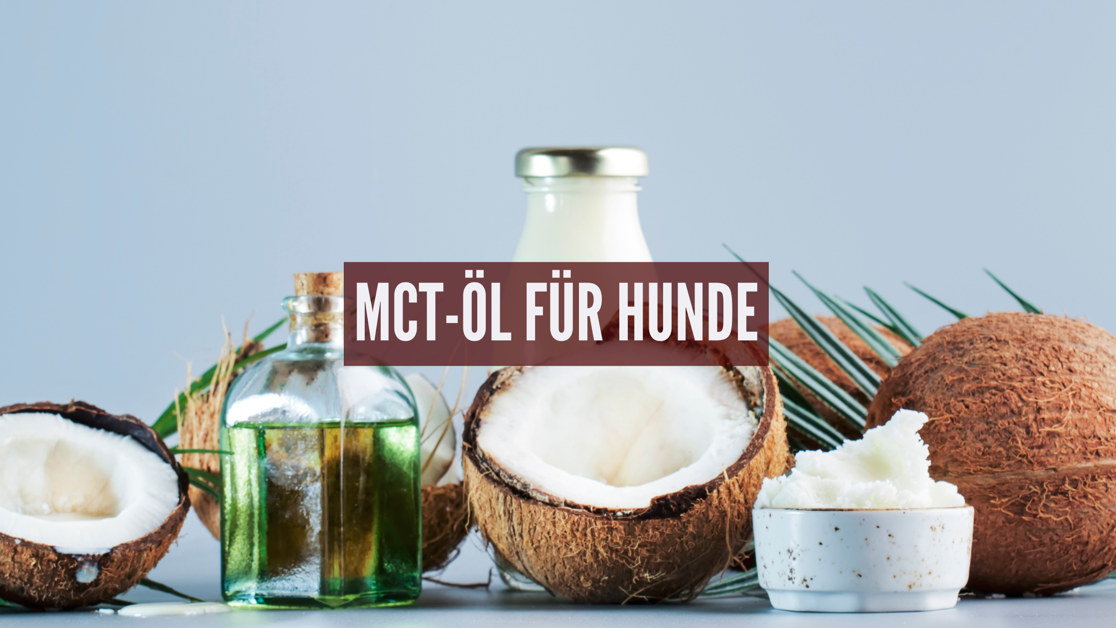 MCT-Öl für Hunde