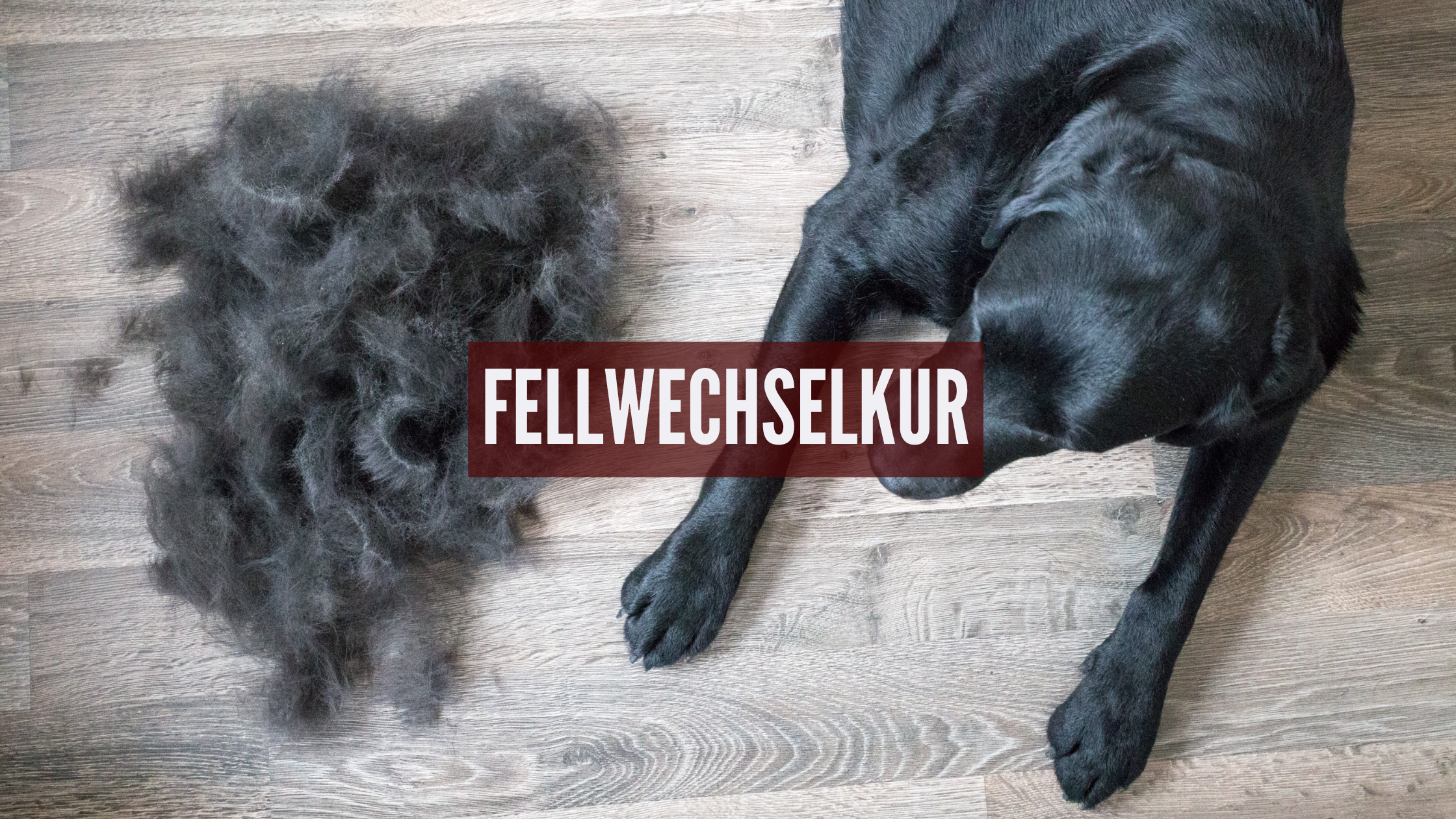 Fellwechselkur für Hunde