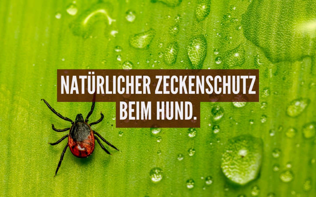 🐾 Natürlicher Zeckenschutz beim Hund: Was Ernährung und Naturheilkunde bewirken können