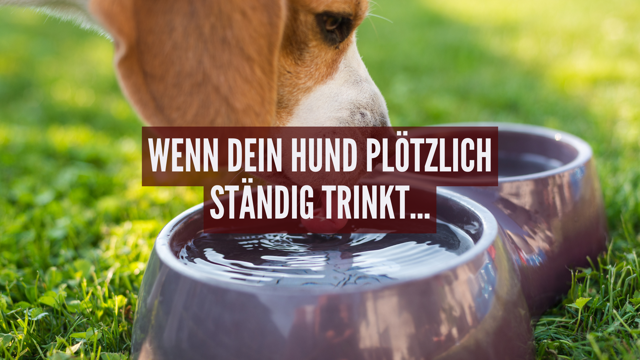 Wenn dein Hund viel trinkt