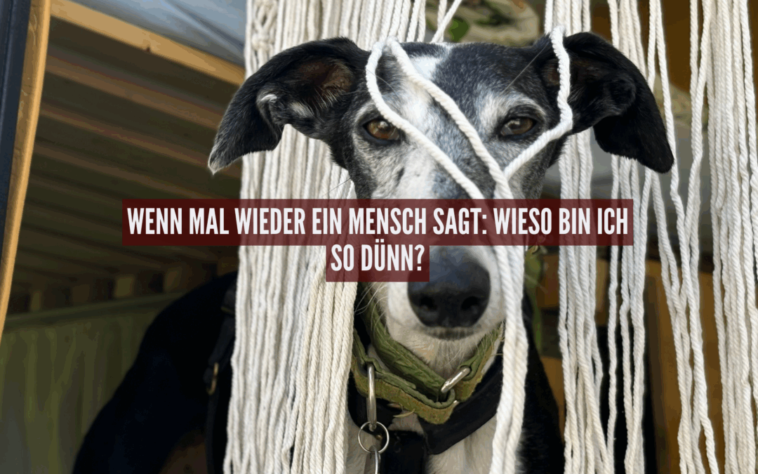 „Wieso ist dein Hund so dünn?“